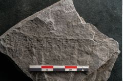 Foto (Detailansicht) von Senftenbergia crenata Lindl. et H. (NHMW-GEO-2024-0188-10939)